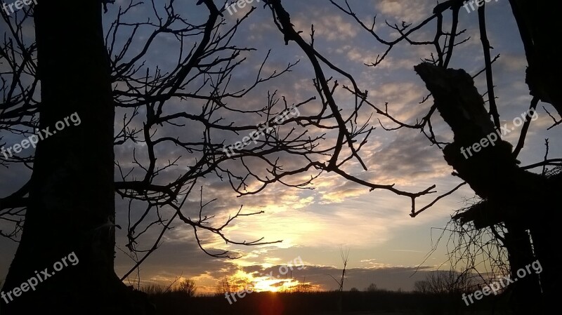 Silhouette Wood Nature Sunset Outdoors