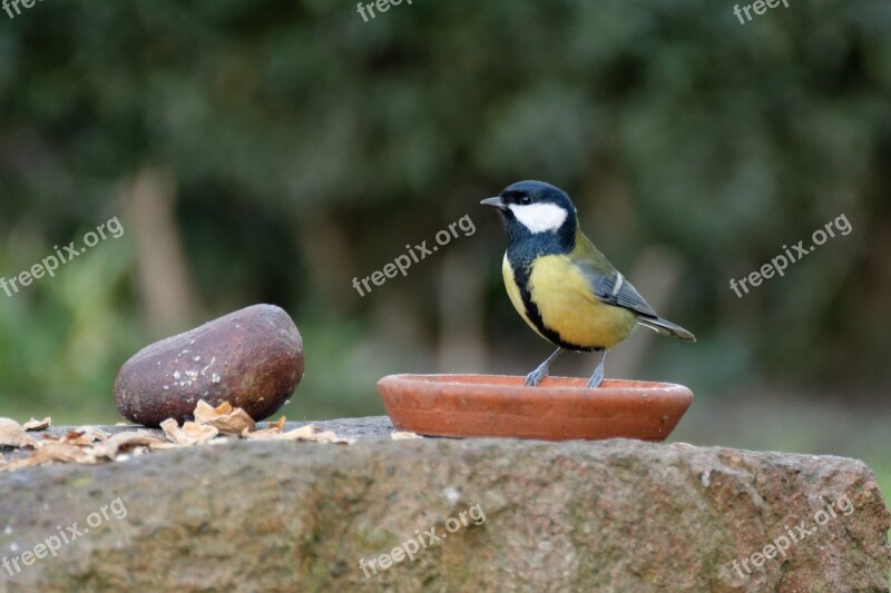 Chickadee Bird Nature Animals Birds