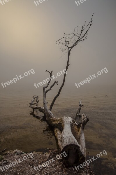 Tree Nature Dawn No One Landscape