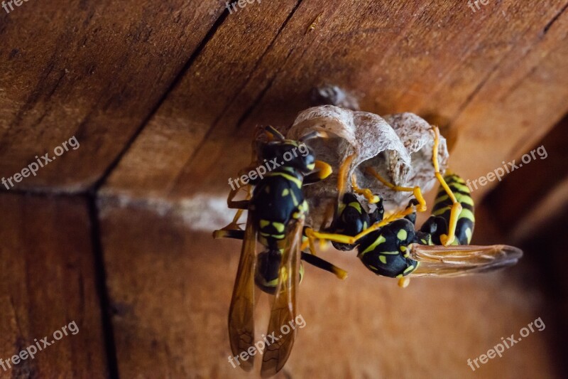 Insect Nature Animal Wood Wasp