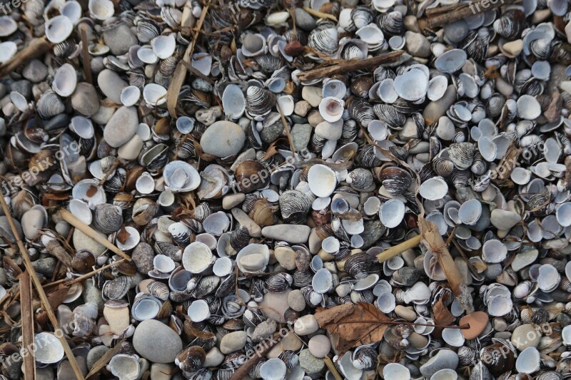 Texture Background Pattern Nature Shell