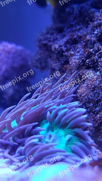 Underwater Coral Nature Ocean Color