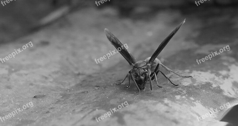 Nature Outdoors Insect Wasp Armenia