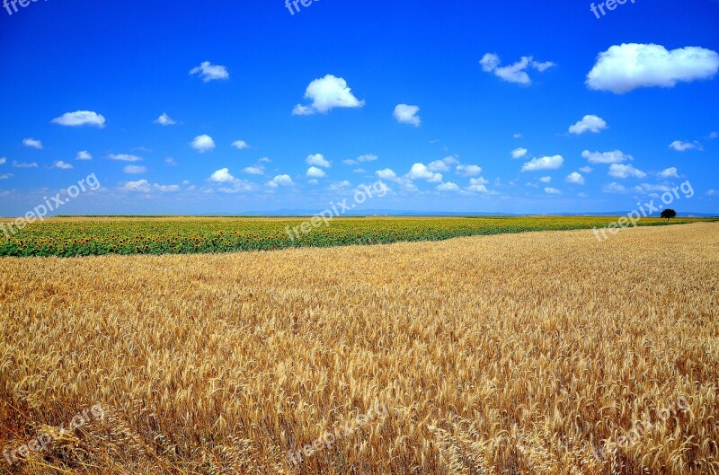 Wheat Grain Area Grassland Thrace