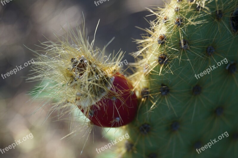 Prickly Pear Succulent Plant Succulent Thorns Fruit