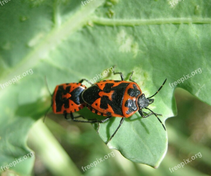 Insect Beetle Bug Bugs Red