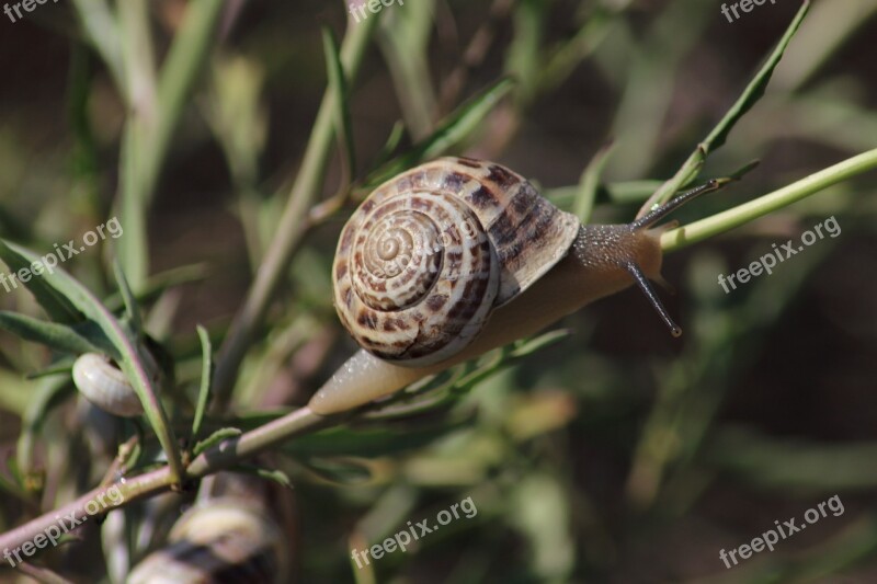 Snail Slow Whelks Nature Clam