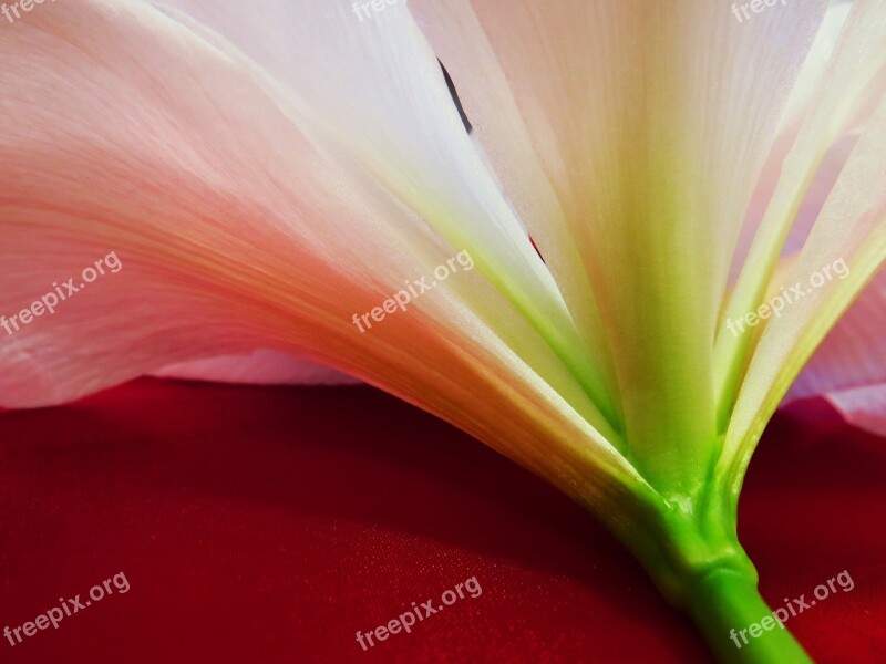 Nature Flower Amaryllis Vivid Color