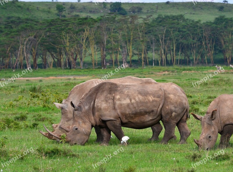 Rhinoceros Africa Animal Nature Free Photos