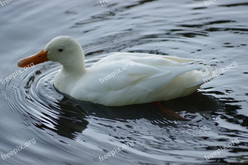 The Birds Nature Duck Wild Animals Mallard