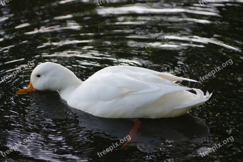 The Birds Feather Nature Water Nature Photo