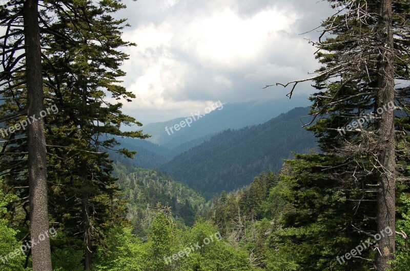 Nature Wood Tree Landscape Mountain