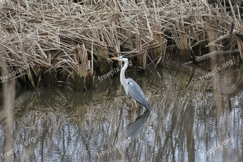 Animal River Waterside Waterweed Bird