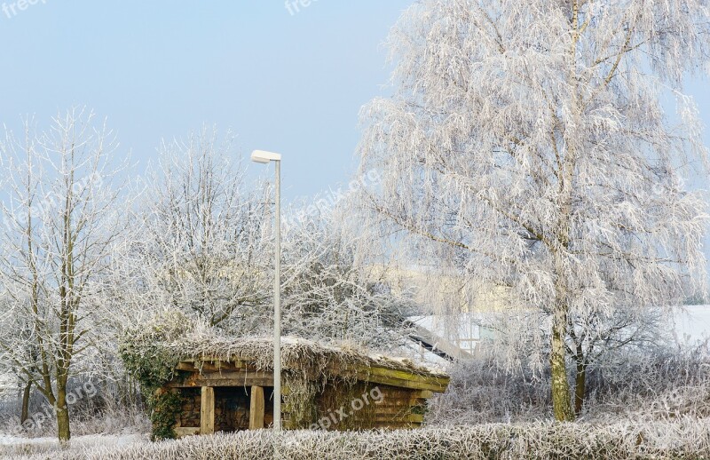 Winter Snow Nature Tree Season