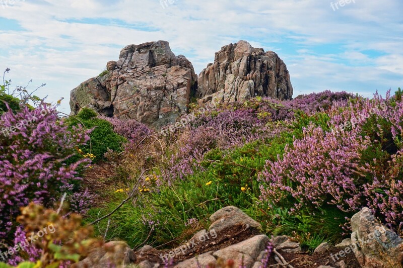 Nature Flower Landscape Rock Stone