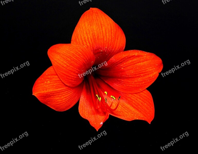 Amaryllis Flower Plant Petal Nature