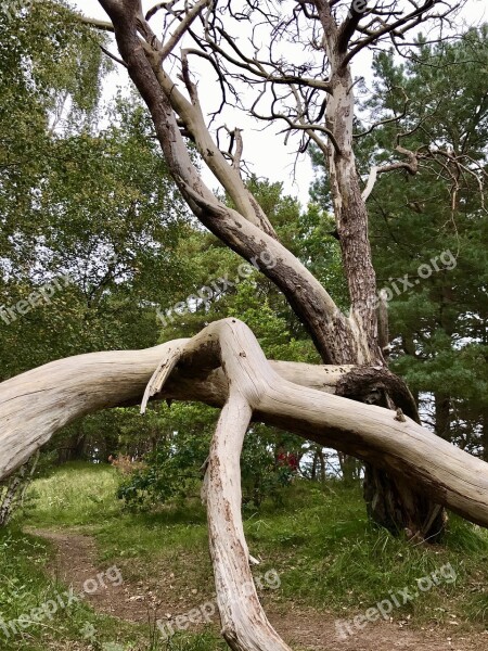 Tree Nature Wood Rügen Nature Reserve