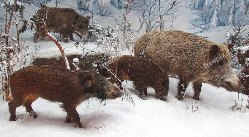 Wild Boars Rotte Winter Snow Group