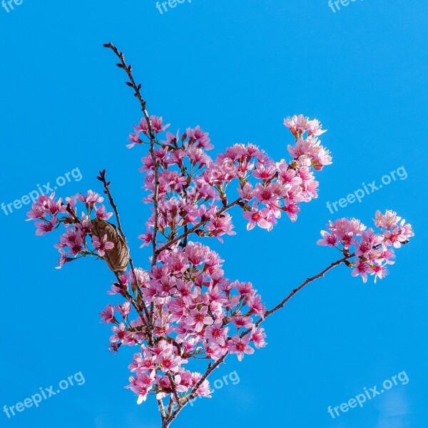 Cherry Flowers Pink Natural Flowers Bloom Green