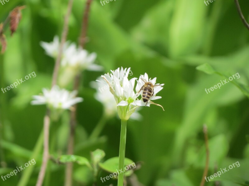 Nature Sheet Plant Flower Summer