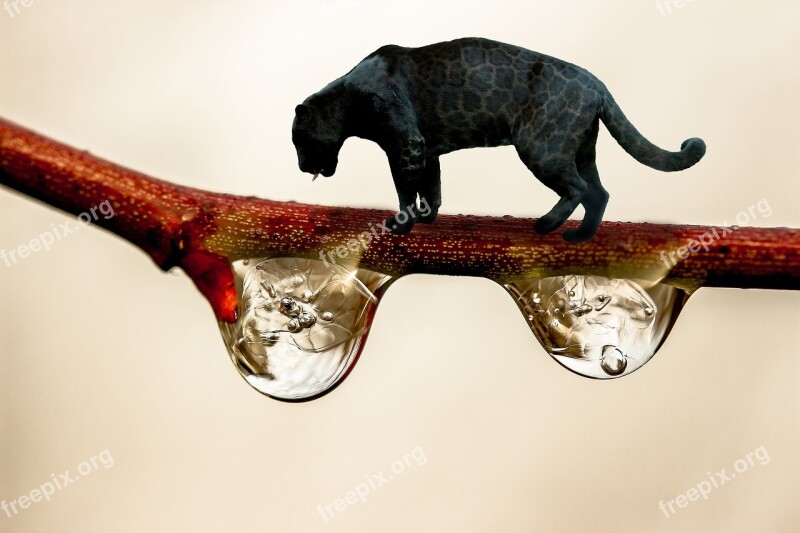 Black Panther Branch Drop Of Water Black Big Cat Fantasy