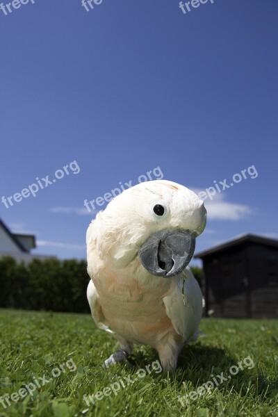 Cockatoo Salmon-crested Cockatoo Bird Cute Garden