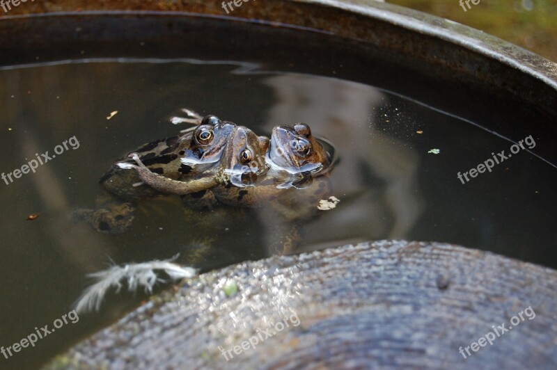 Amphibian Frogs Nature Spawn Free Photos