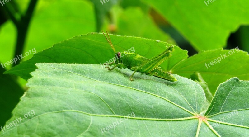 Leaf Plant Nature Approach Cricket