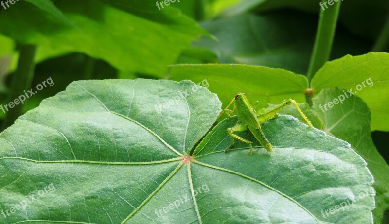 Insect Macro Garden Cricket Armenia