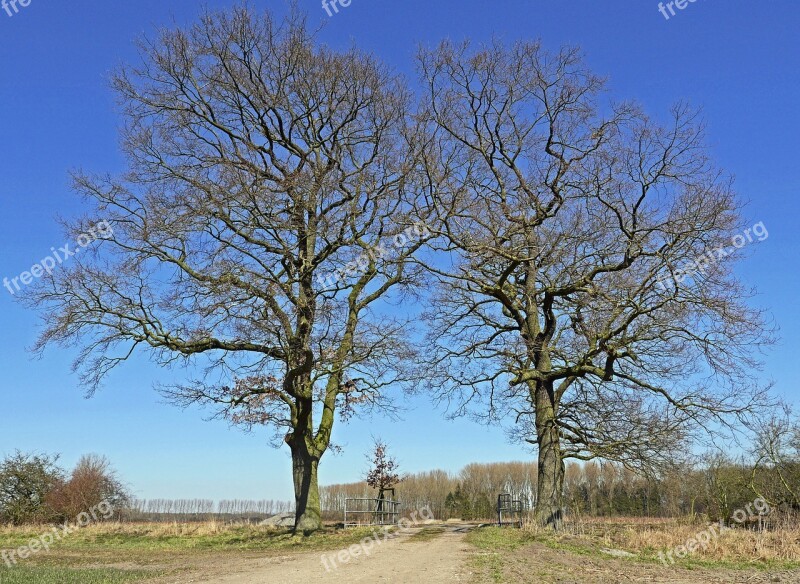 Münsterland Bridge Brook Trees Landscape Nature