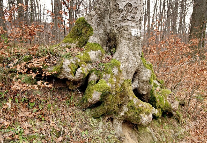 Nature Tree The Roots Of The Moss Trunk