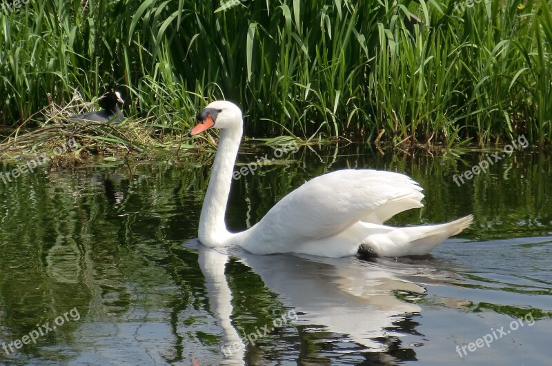 Nature Body Of Water Birds Wildlife Animal Kingdom