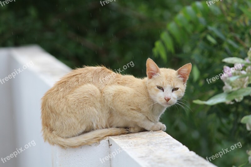 Animal Nature Cute Cat Young