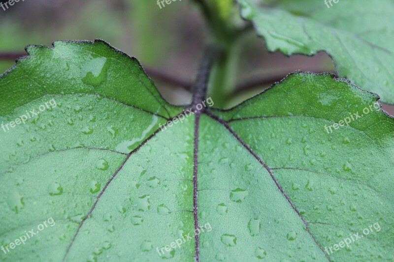 Leaf Flora Nature Rain Red Sunflower