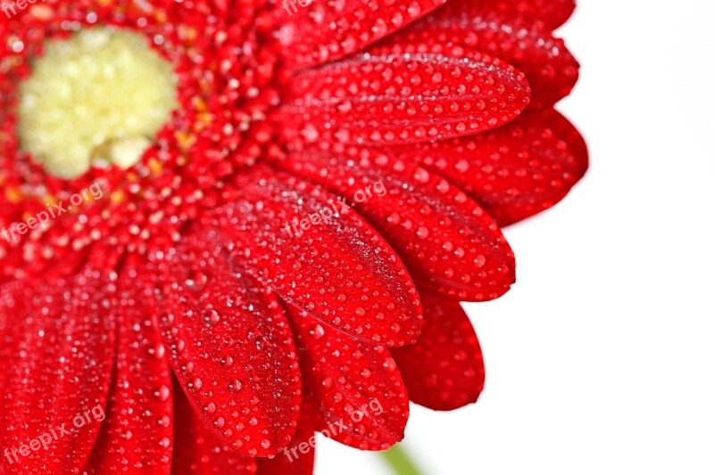 Red Gerbera Flower Drop Water