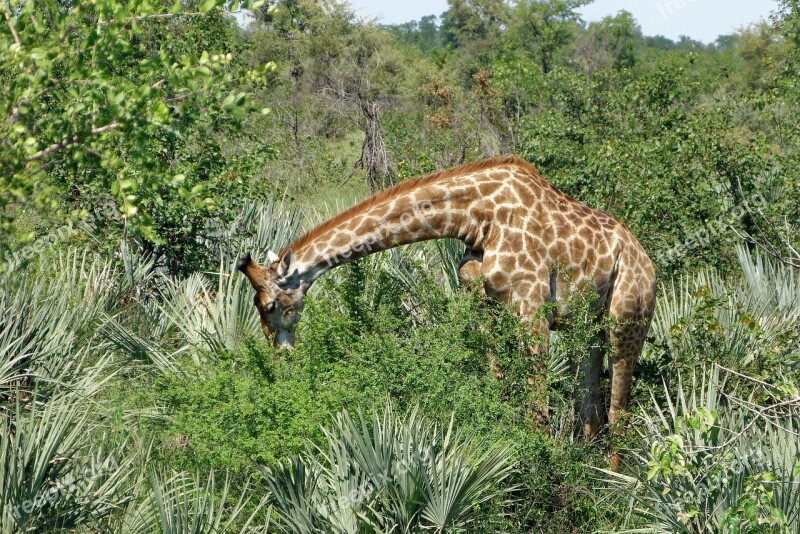 Kruger Giraffe Africa Free Photos