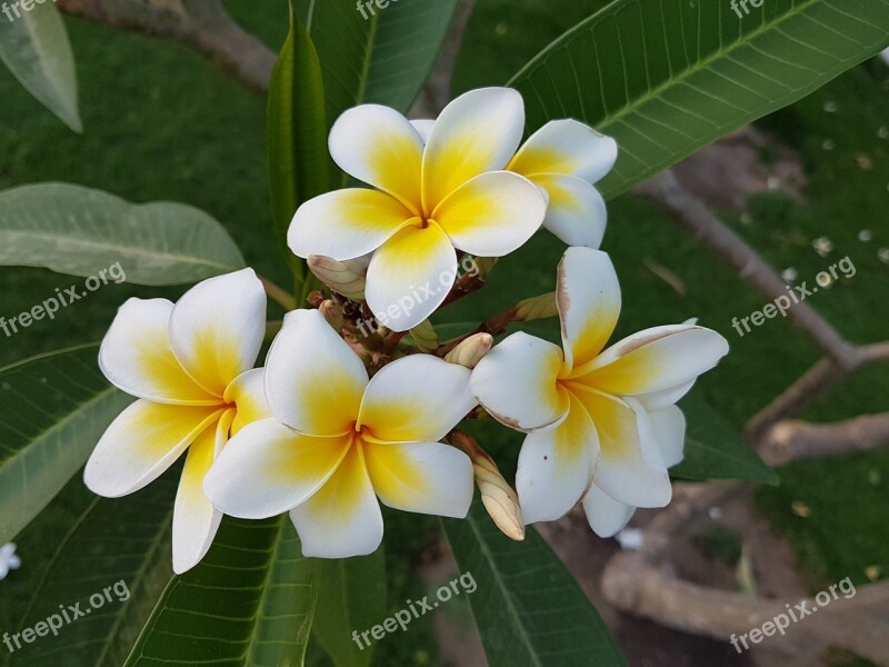 Tropical Plant Frangipani Nature Flower