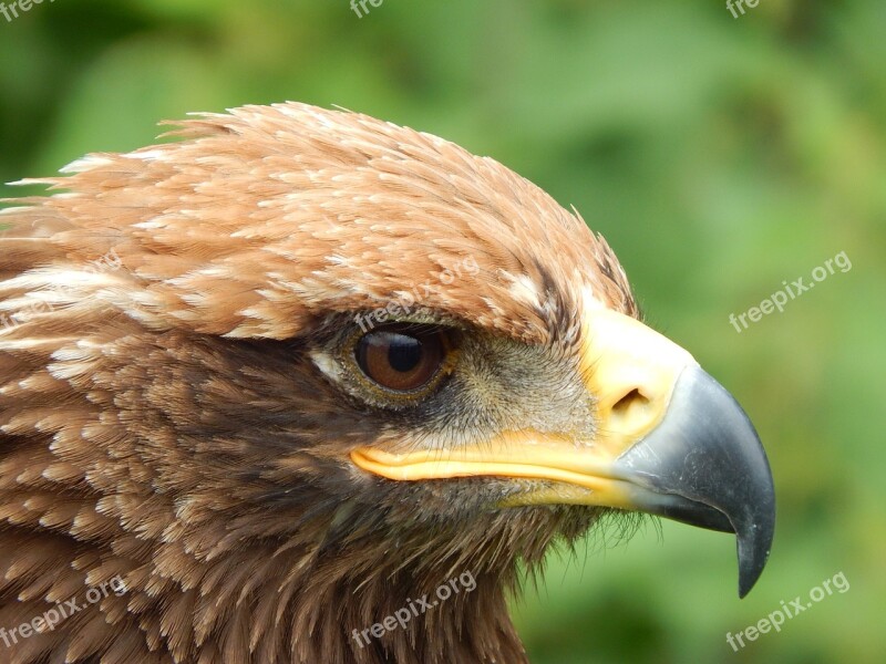 Animal World Bird Of Prey Adler Bird Prey