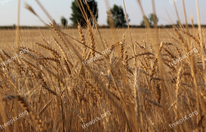 Wheat Harvest Agriculture Field Nature