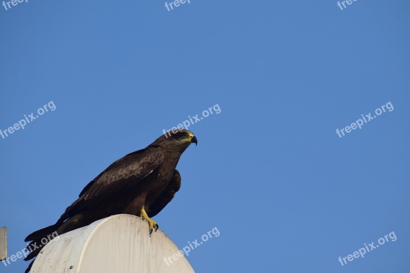 Wildlife Bird Nature Outdoors Sky