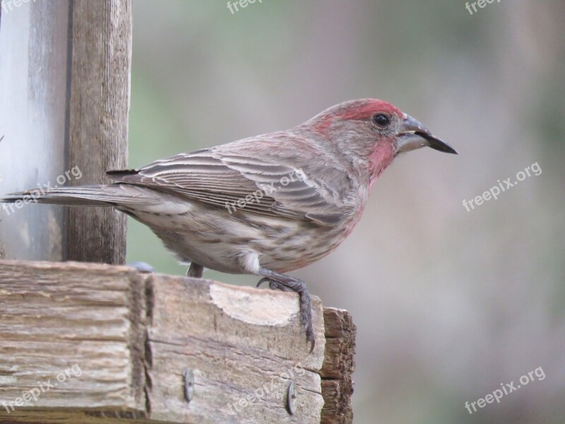 Nature Bird Wildlife Outdoors Animal