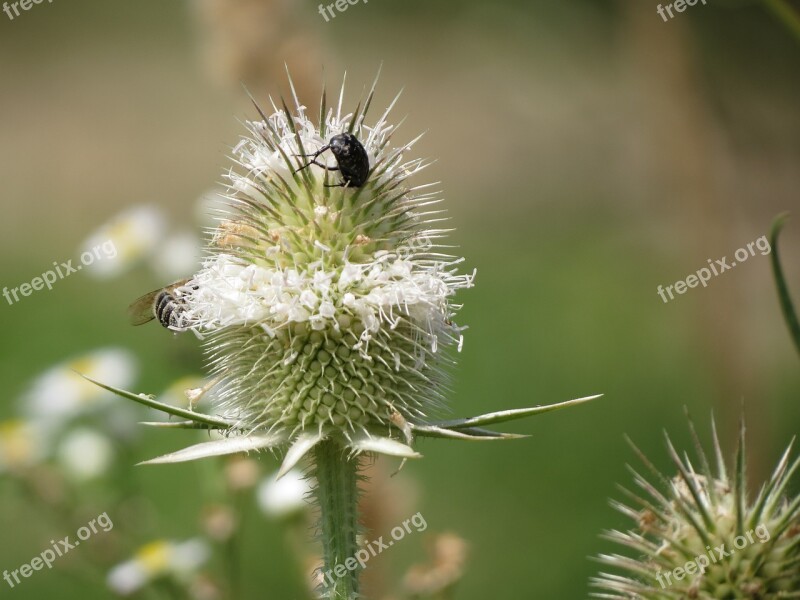 Nature Plant Flower Summer Outdoors