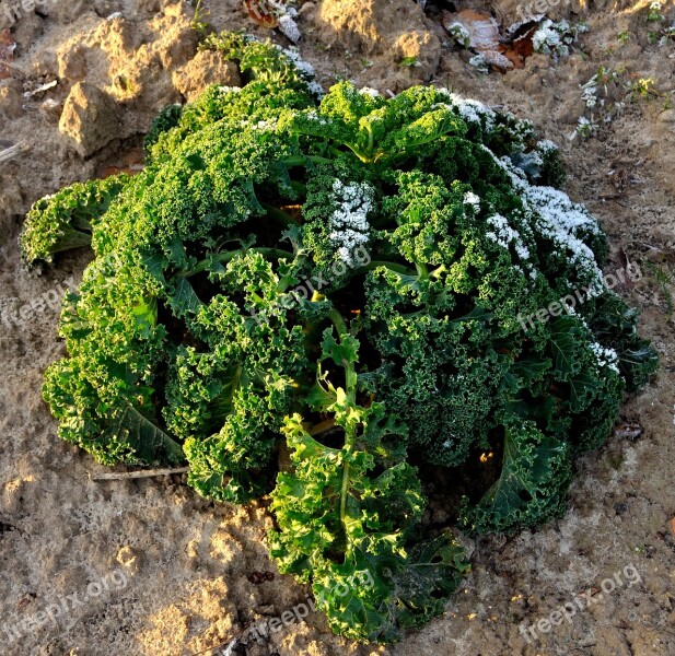 Nature Plant Leaf Earth Garden