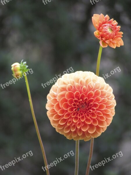 Nature Flower Plant Summer Outdoor