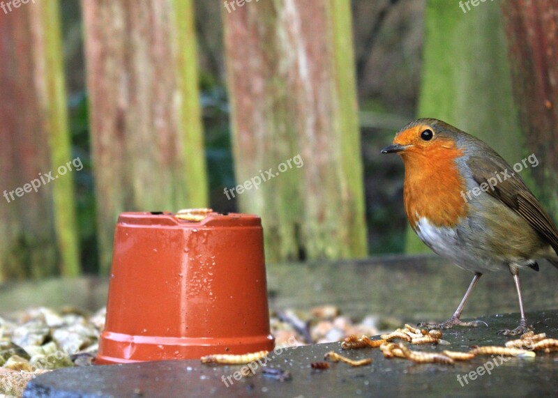 Bird Nature Robin Outdoors Mealworms