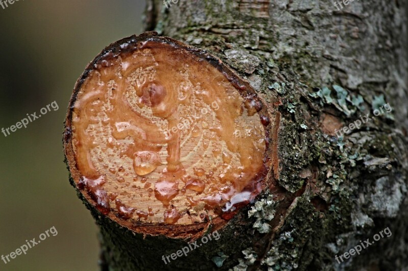 Resin Sticky Branch Nature Tree