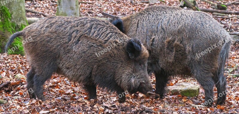 Boar Omnivore Paarhufer Sus Scrofa Wildlife Park