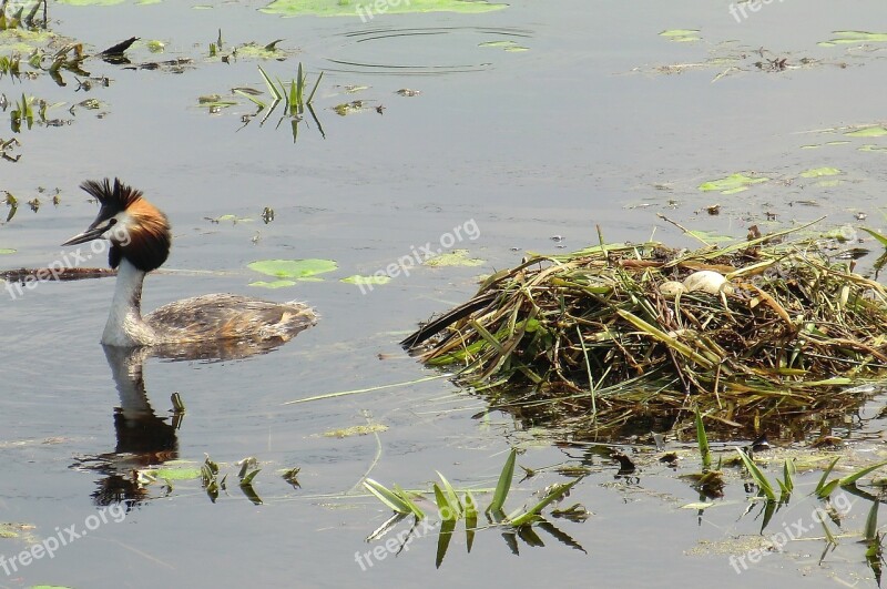 Body Of Water Birds Wildlife Nature Swamp