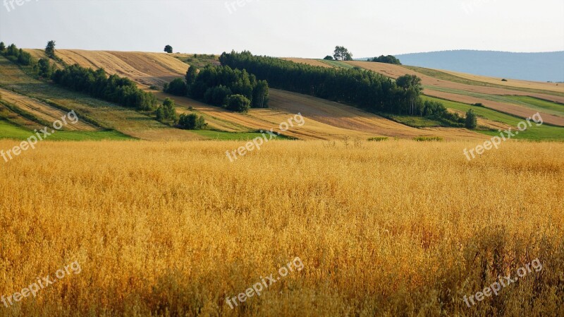 Wheat Field Trim Farm At The Court Of