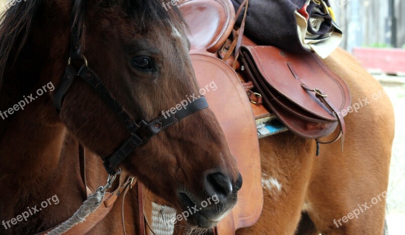 Cowboy Animal Portrait People Mammal